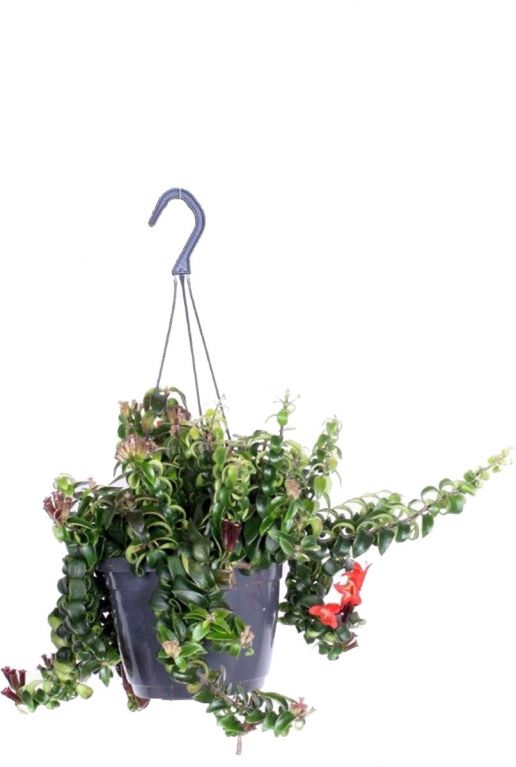 Aeschynanthus swing