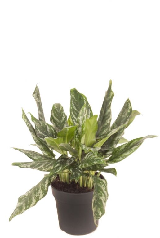 Aglaonema Black Lance