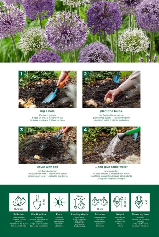 Allium fantasia mix instructie