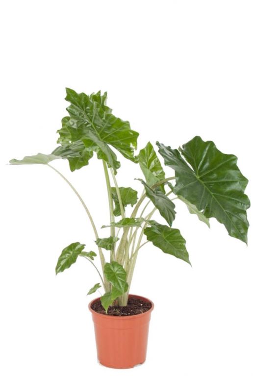 Alocasia Portadora kamerplant