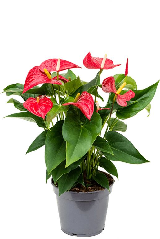 Onschuldig Huidige fluit Anthurium rode bloem | Flamingoplant 55cm kopen?- 123planten.nl