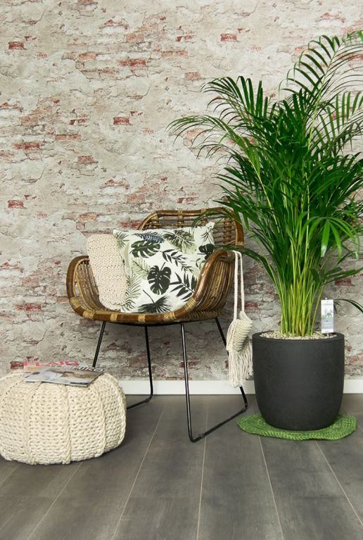 Areca palm interieur