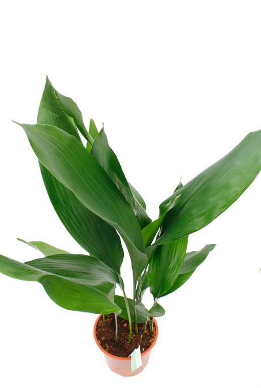 Huiskamerplant met groen langwerpig blad 