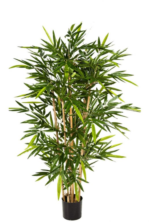 Bamboo 150cm kopen?- 123planten.nl