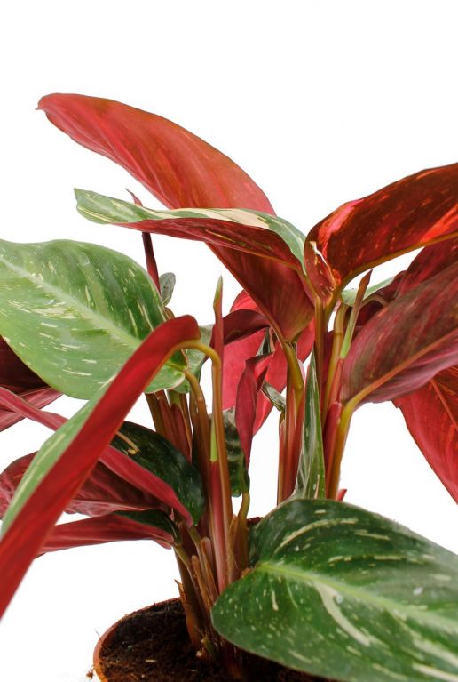 Calathea Magicstar