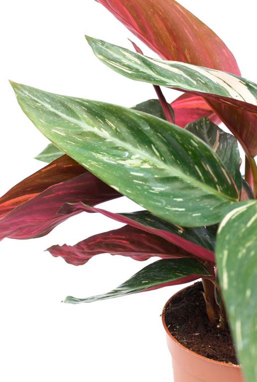 Calathea Magicstar