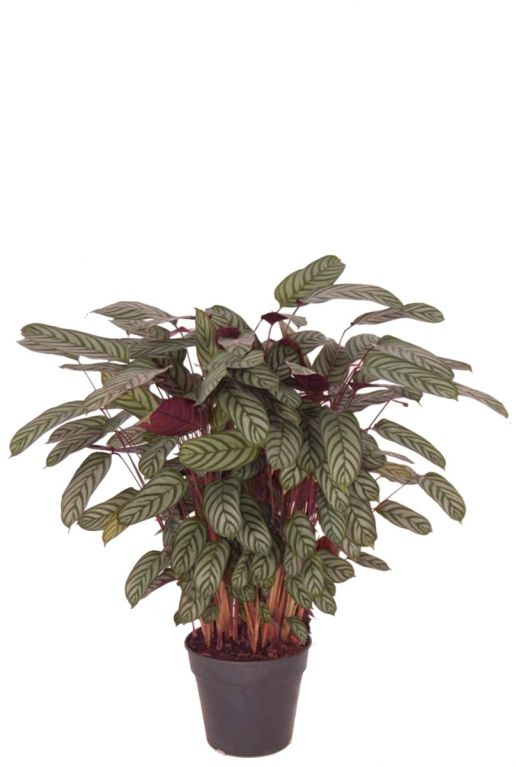 Calathea compactstar kamerplant