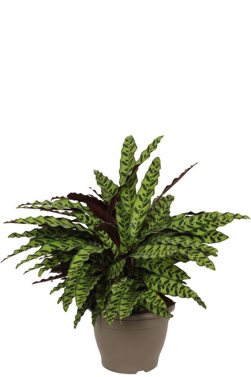 Calathea insigne kamerplant