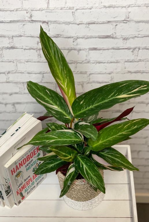 Calathea magicstar kamerplant