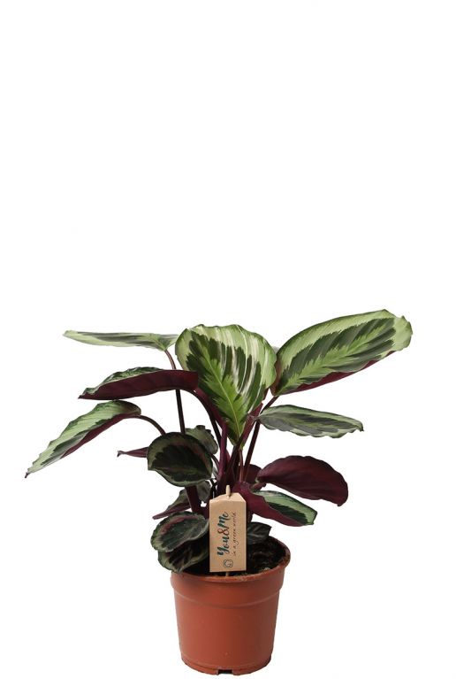 Calathea marion