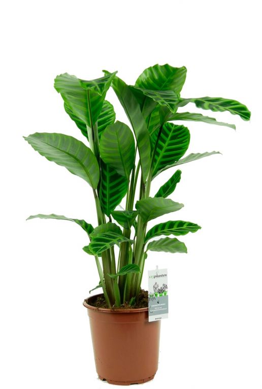 Calathea pauwenplant 1