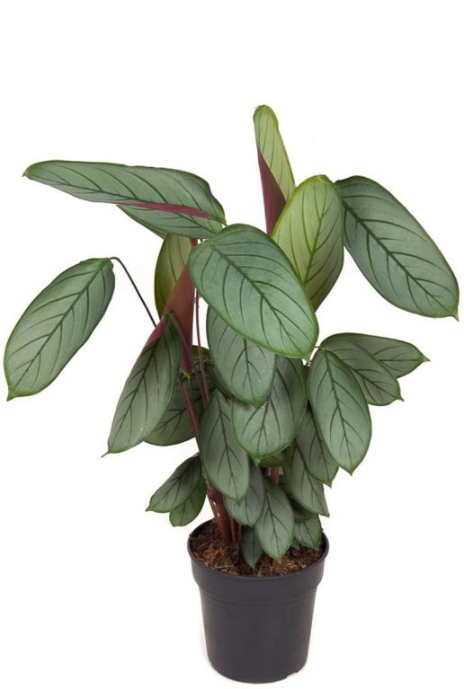 Calathea silverstar 1