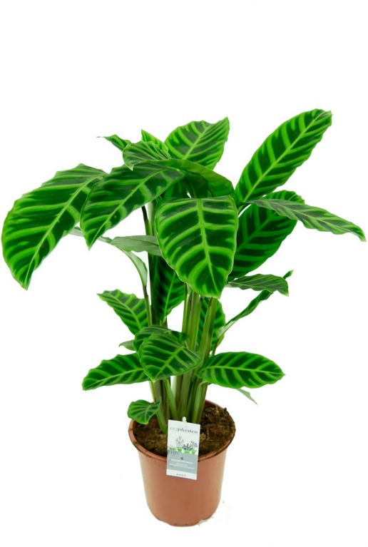 Calathea zebrina