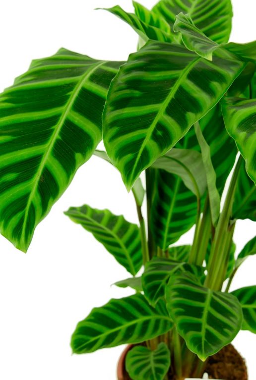 Calathea zebrina plant