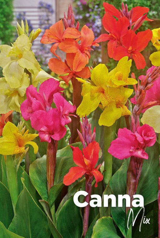 Canna mix bloembollen