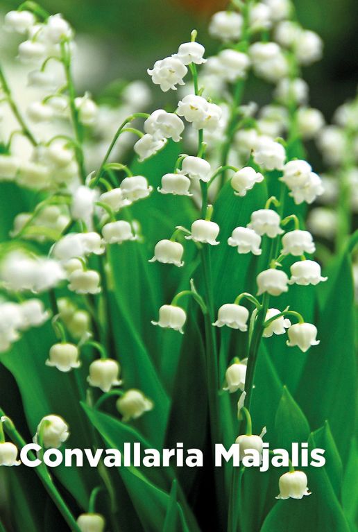 Convallaria majalis bloembollen