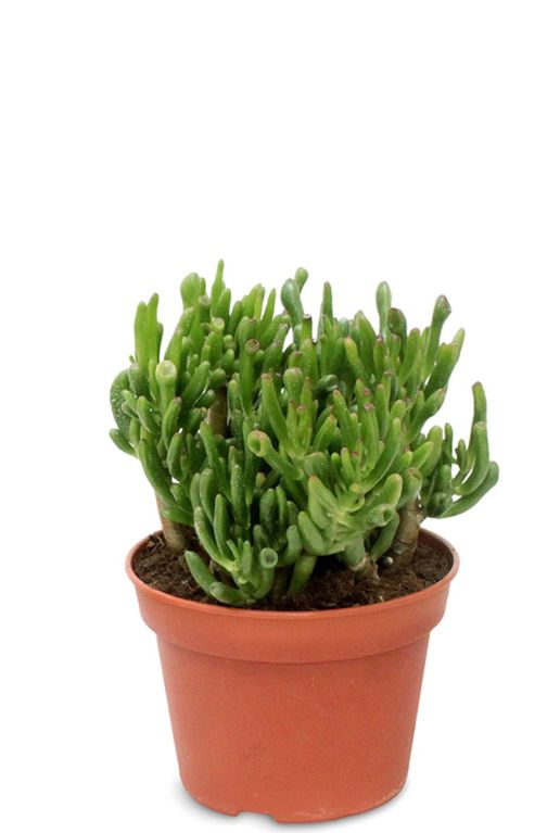 Crasssula hobbit vetplant