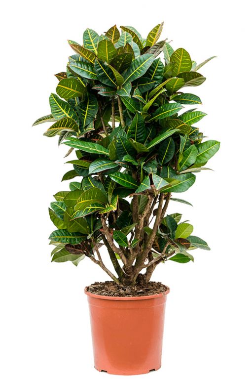 Croton petra plant