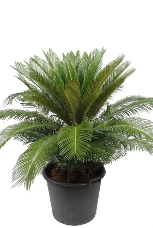 Cycas kamerplant palm