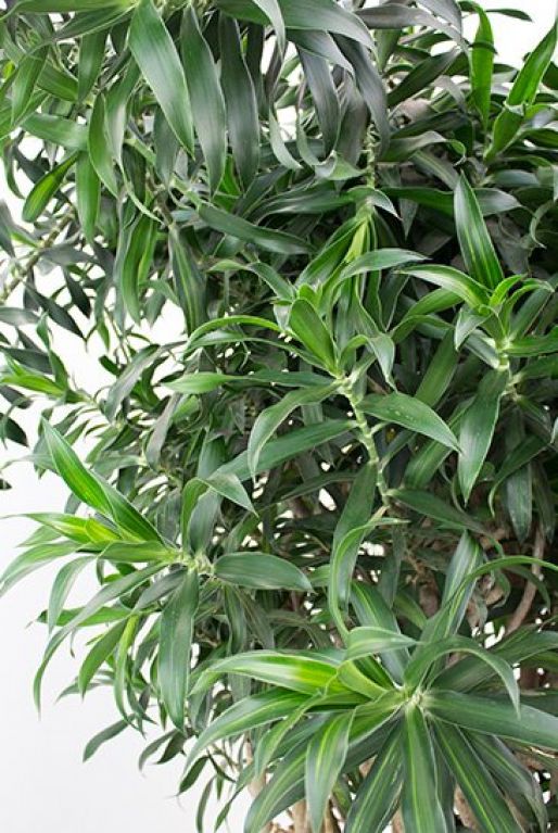 Dracaena reflexa