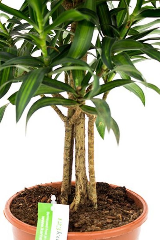 Dracaena reflexa Song of Jamaica