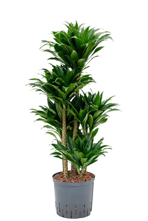 Dracaena compacta hydro