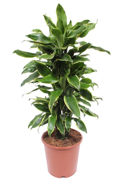 Dracaena golden coast