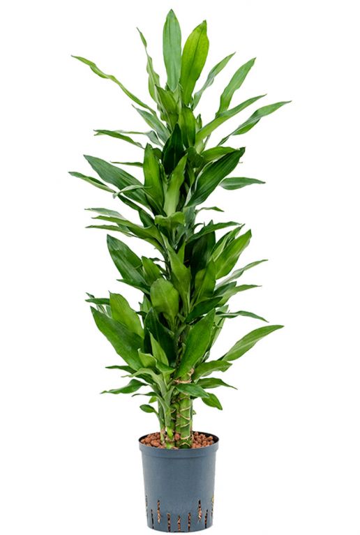 Dracaena janet burundii