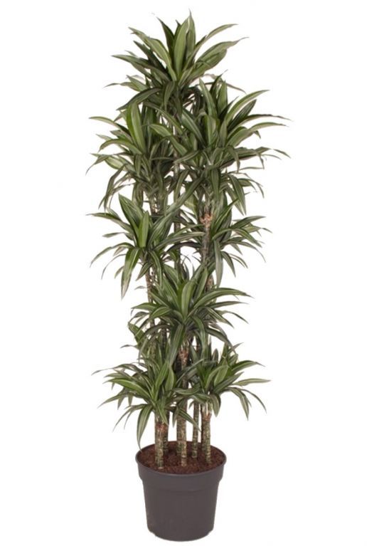 Dracaena ulises drakenbloedboom