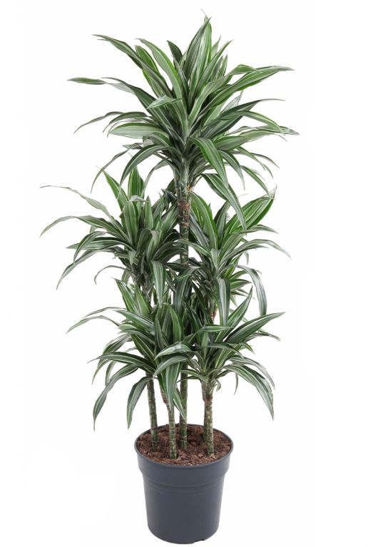 Dracaena ulises planten