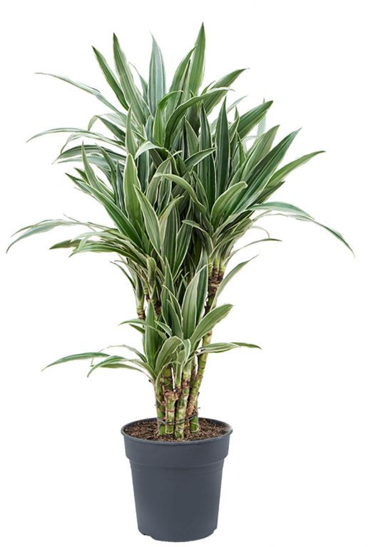 Dracaena warneckei 5