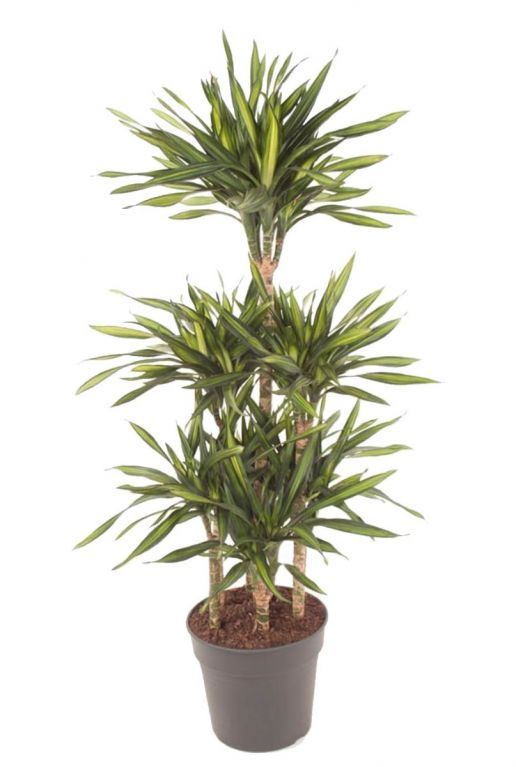 Dracaena Riki