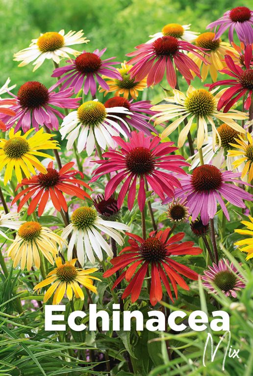 Echinacea mix bloembollen