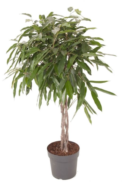 Ficus binnendijkii Amstel King kamerplant