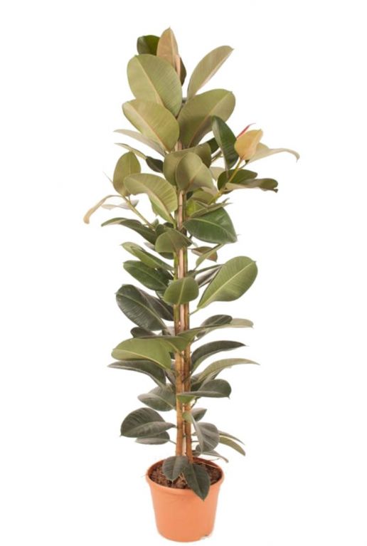 Ficus elastica kamerplant