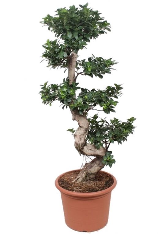 Ficus microcarpa kamerplant