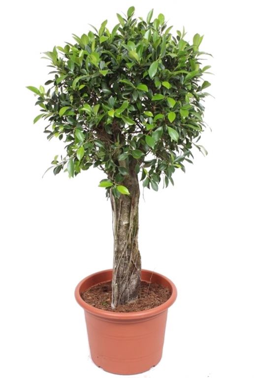 Ficus nitida compacta