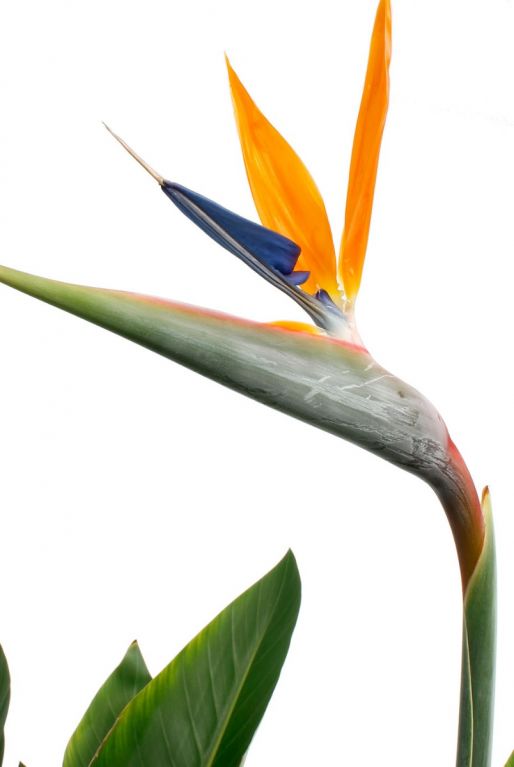 Strelitzia Reginae