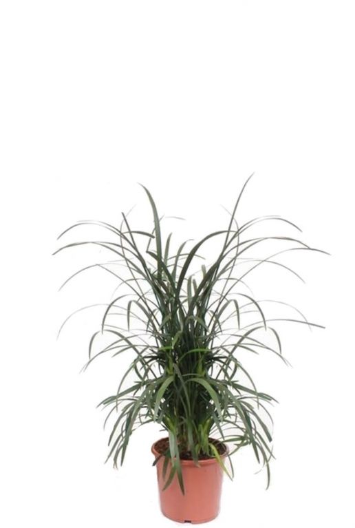 Grasplantje liriope spicata