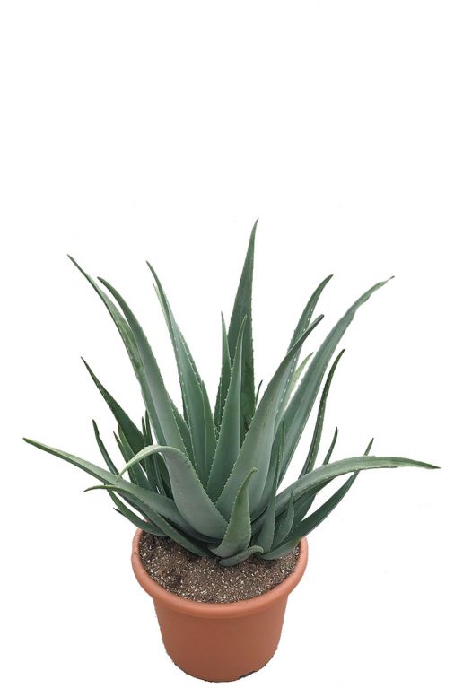 spiraal Raadplegen Regelmatig Aloe Vera | Wonderplant 100cm kopen?- 123planten.nl