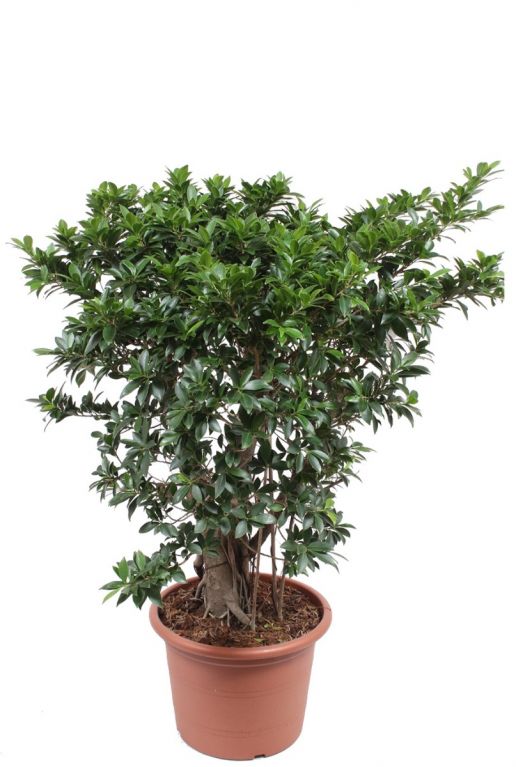 Grote ficus microcarpa