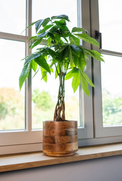 Helle bloempot hout pachira 1