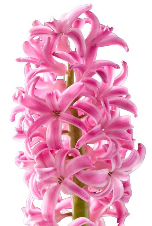 Hyacinthus mix sfeer 2