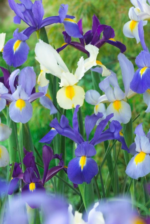 Iris hollandica mix sfeer