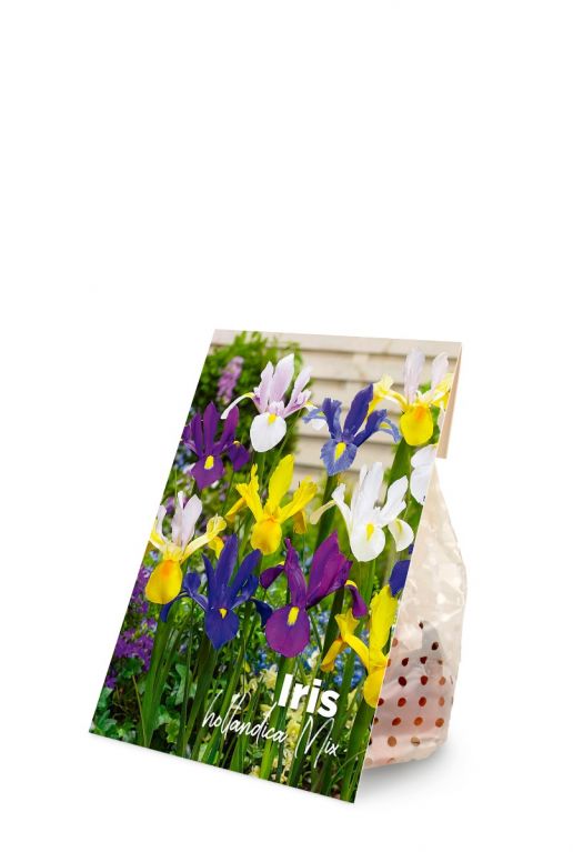 Iris hollandica mix voorkant