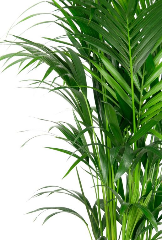 Kentia palm bladeren 1 10