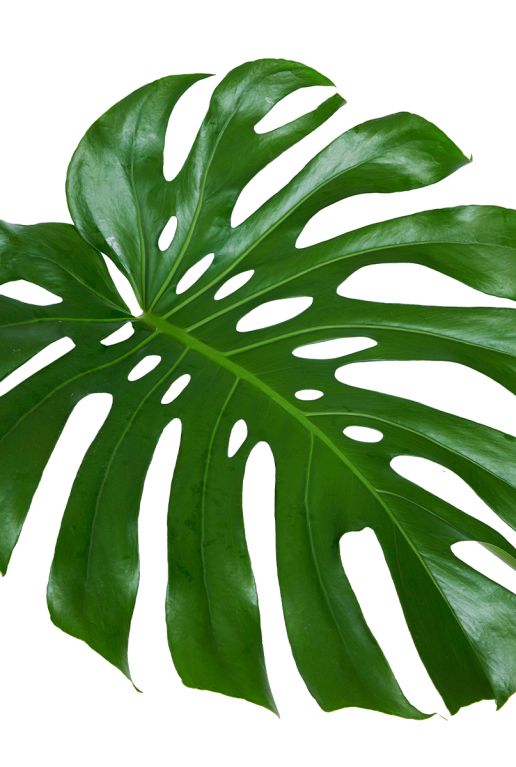 Monstera gatenplant blad