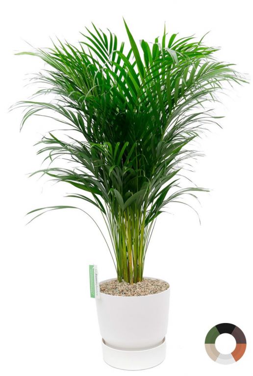 club Natura van mening zijn Areca palm in Elho Greenville pot - 123planten.nl