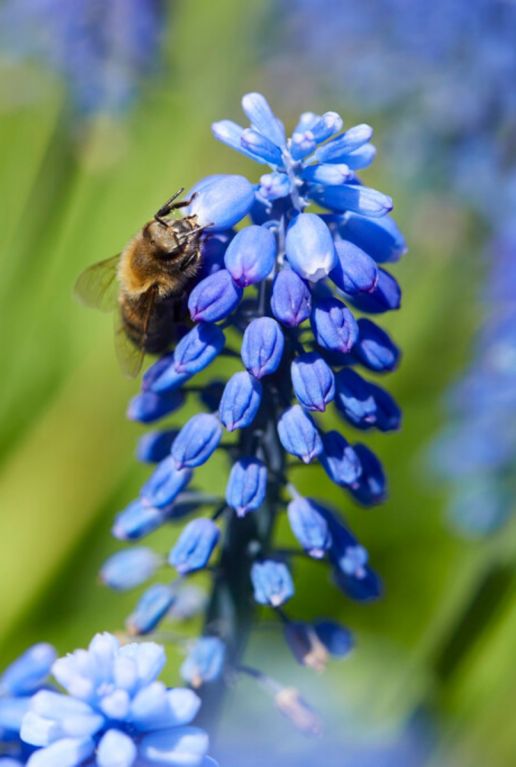 Muscari armeniacum sfeer 2