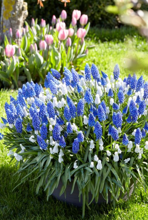 Muscari mix sfeer 2